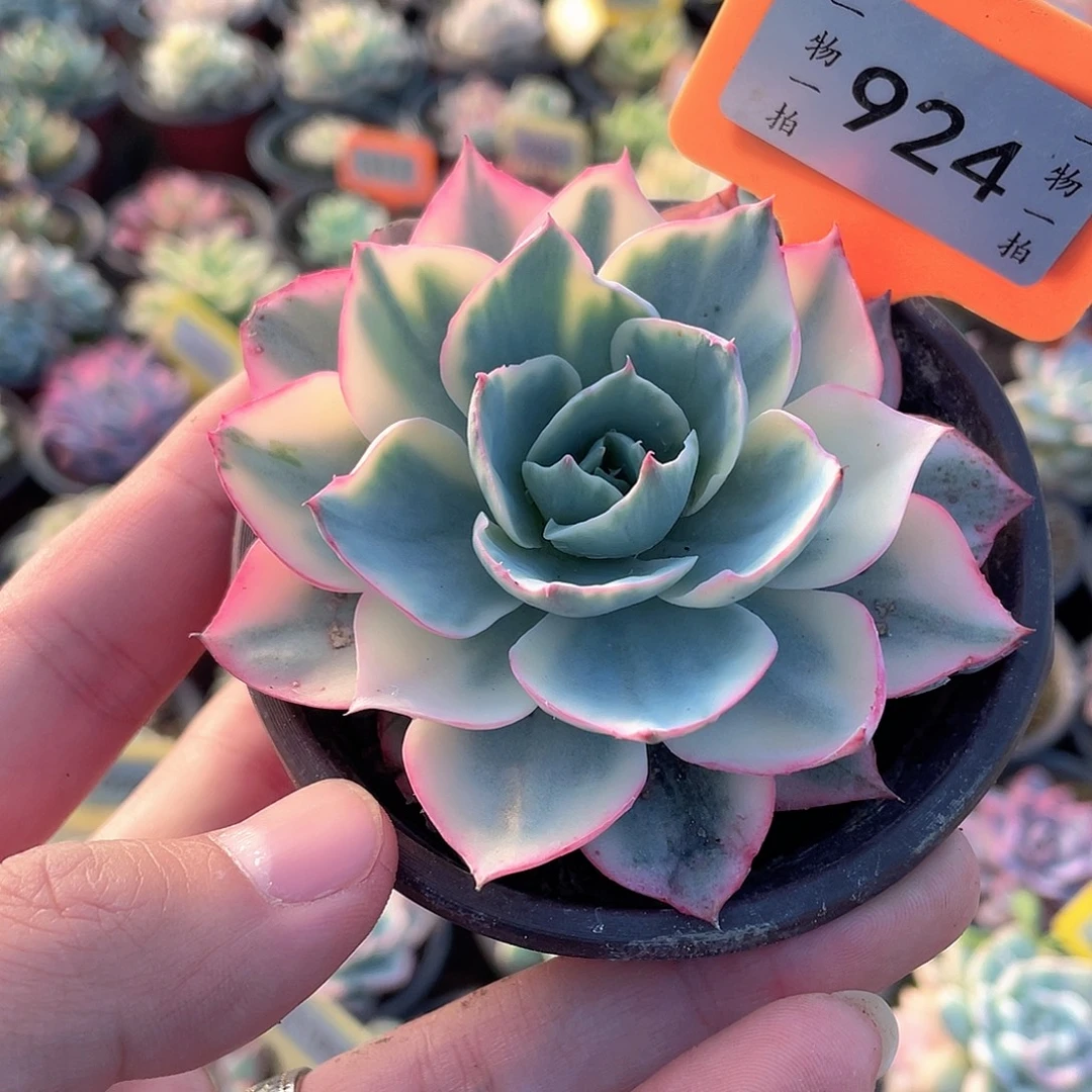 924号阿美星锦多肉