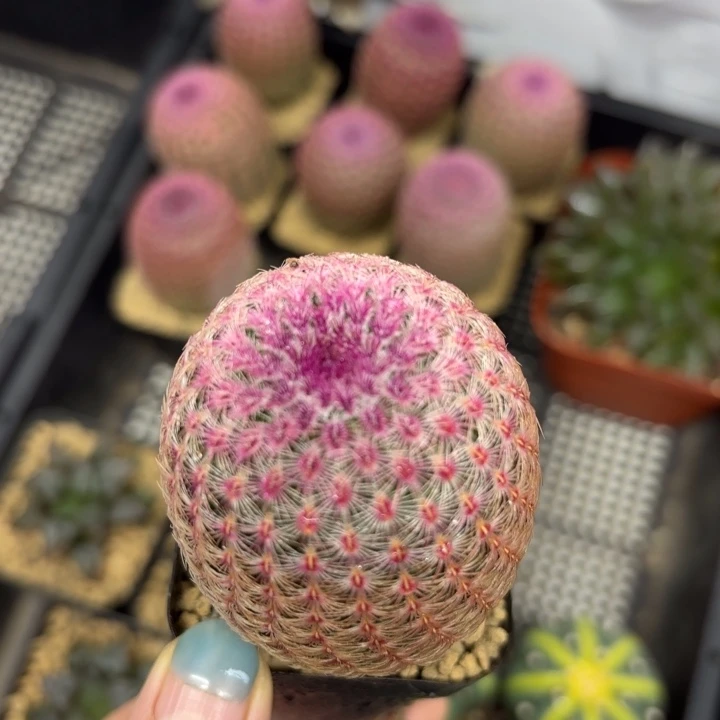 红太阳原盘多肉植物