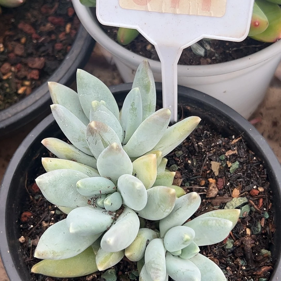 七彩三色多肉植物011