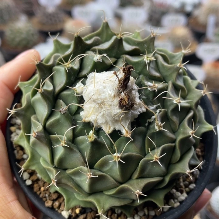 帝冠         实生根