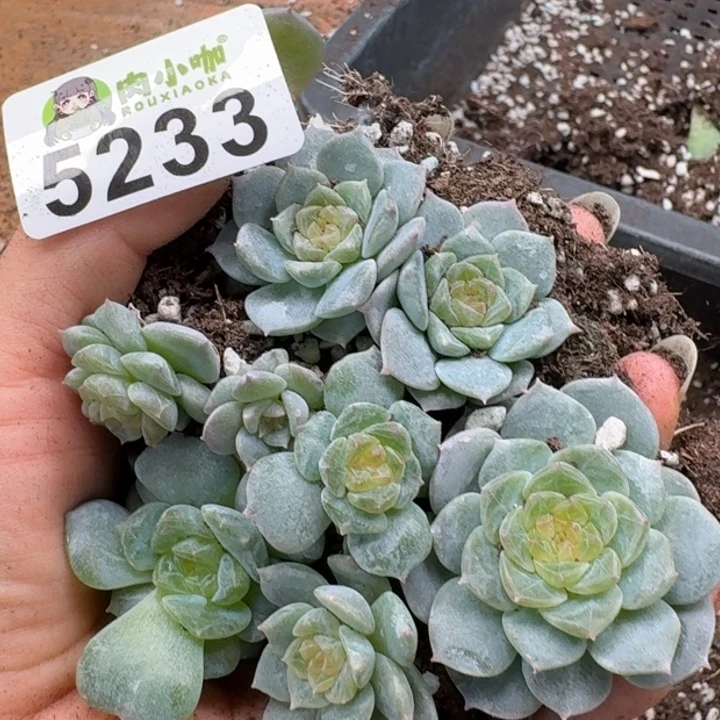 多肉植物多肉植物