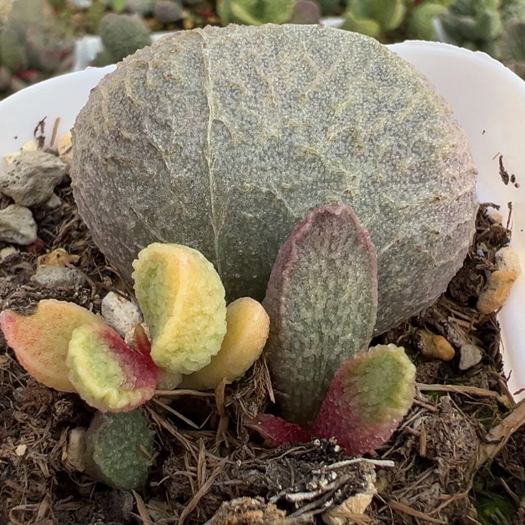 猪肝锦大苗多肉植物水泡