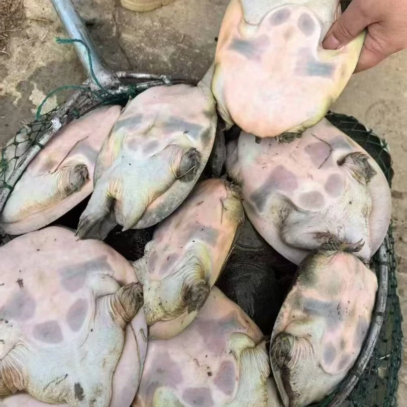 外塘冷水甲鱼苗生态养殖适合鱼塘水库稻田养殖