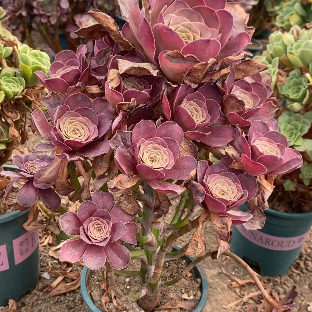 魅金玫瑰多肉植物026