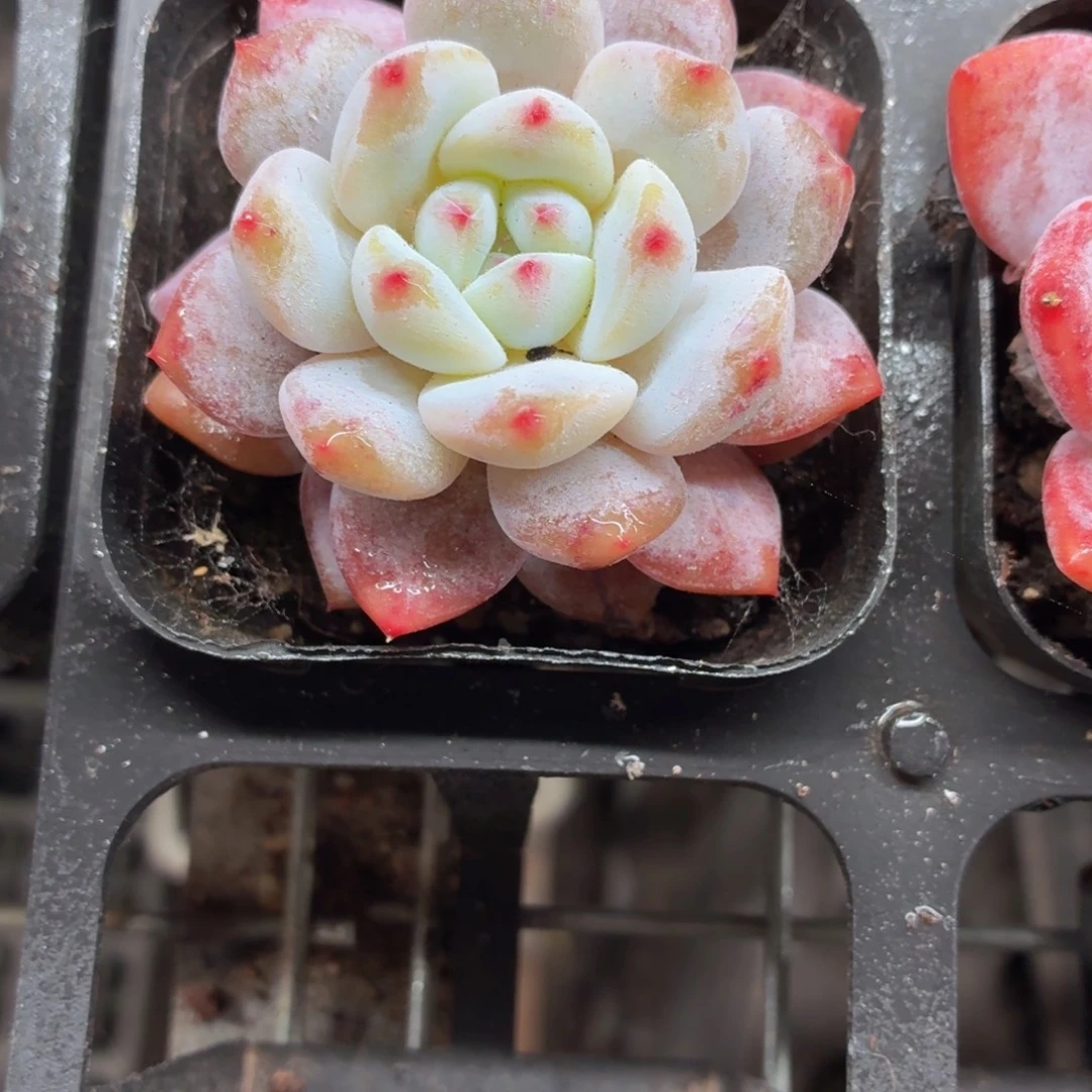 橙梦露多肉9.9包邮发货