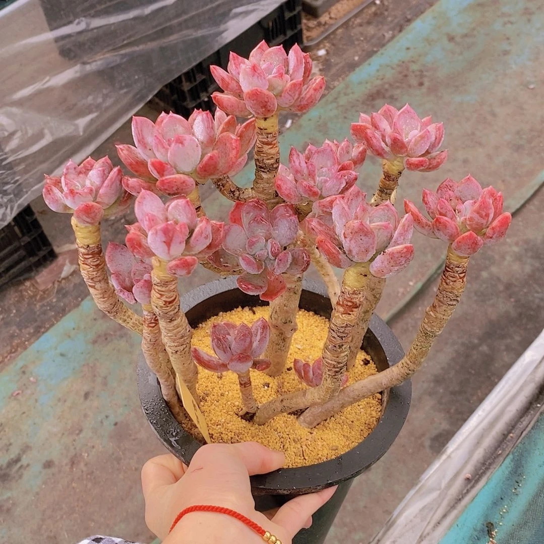 358开播福利多肉