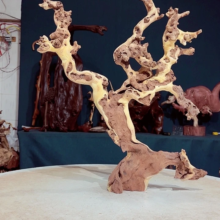 黑果木风*悦405金丝红木羊蹄甲