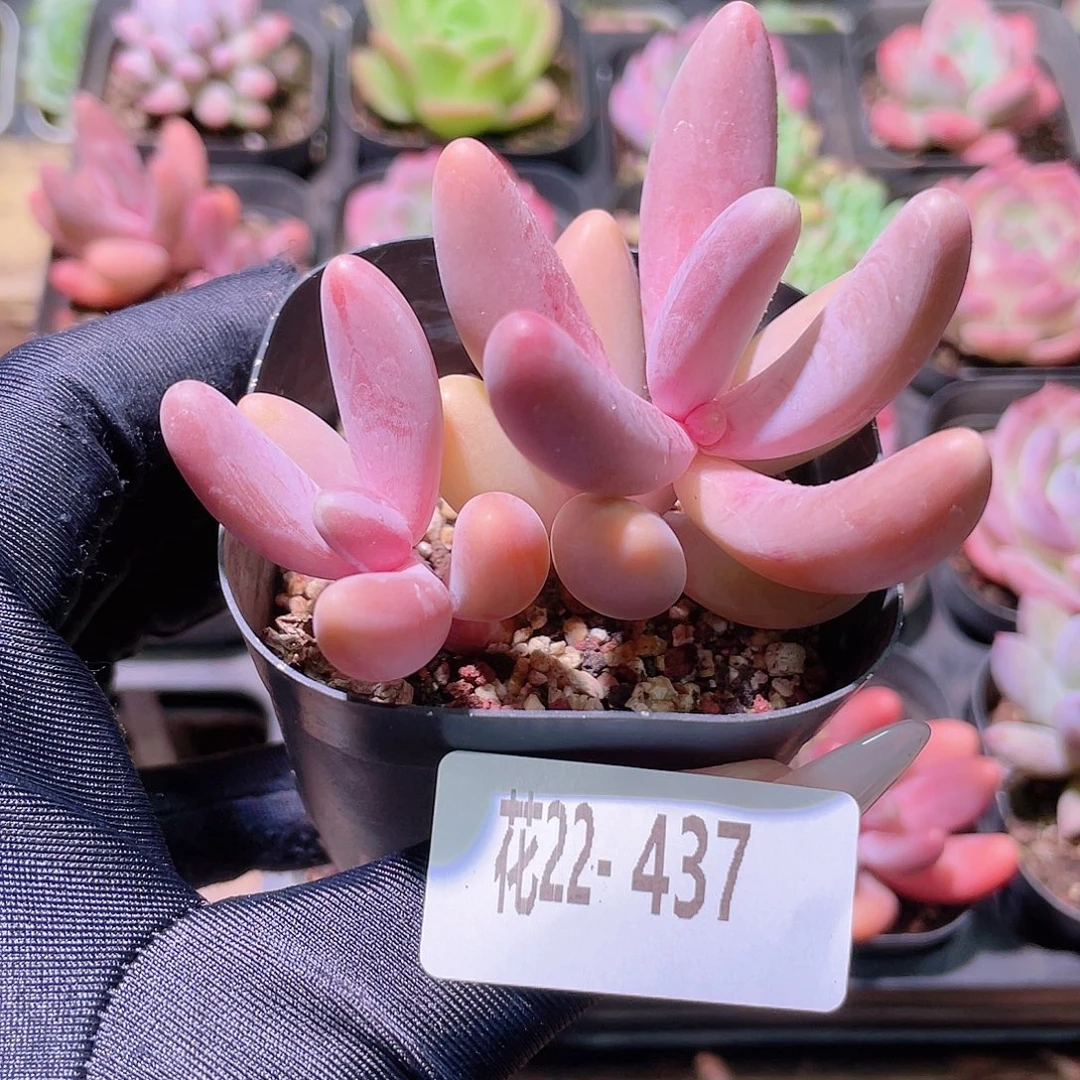 花利美22-437红手指