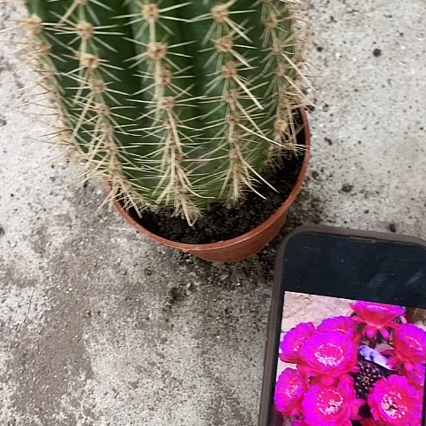 火焰玫瑰，156889999