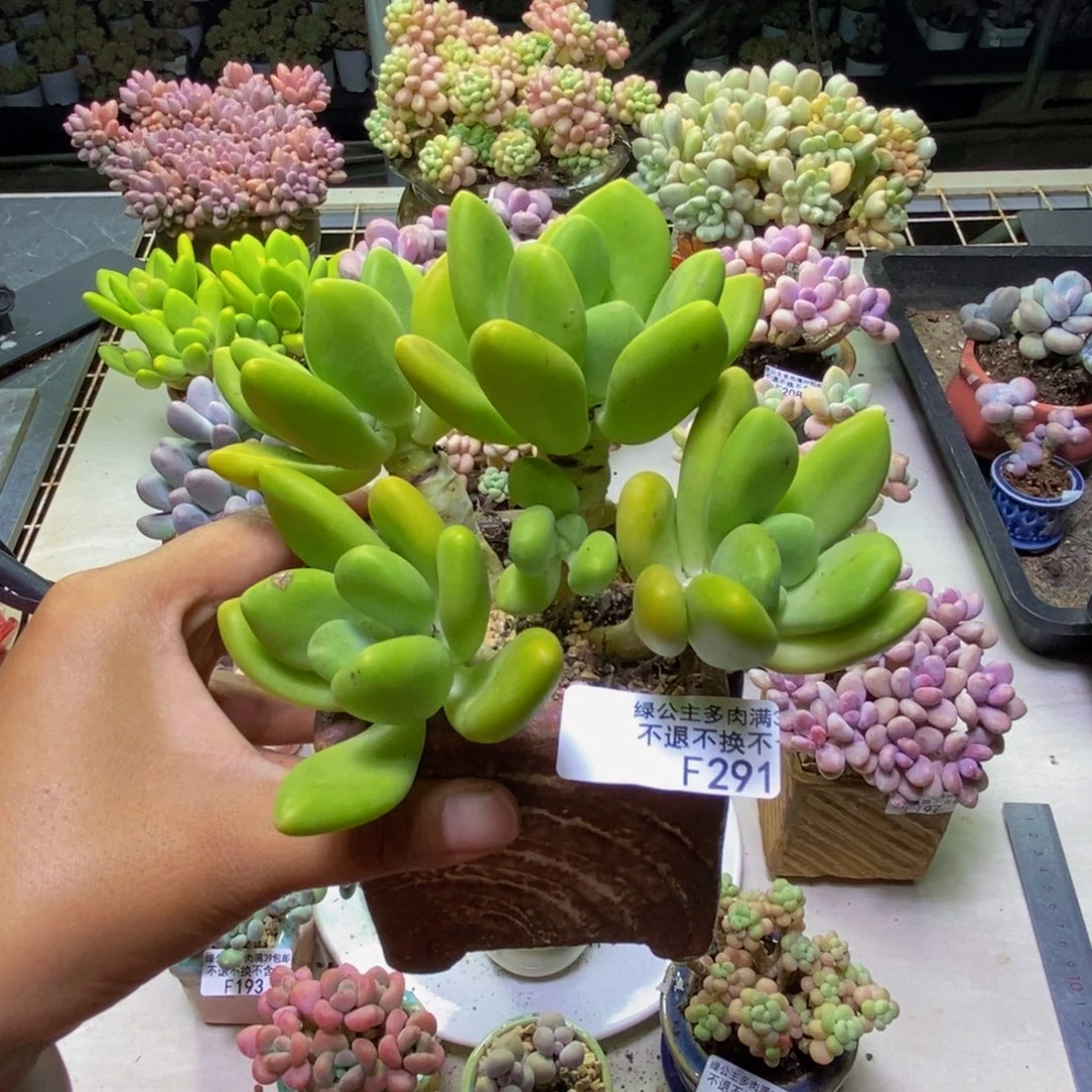 291金蟾芒果奶多肉11cm