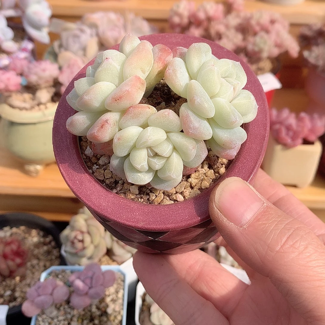 6113三头奶油冰玉7厘米