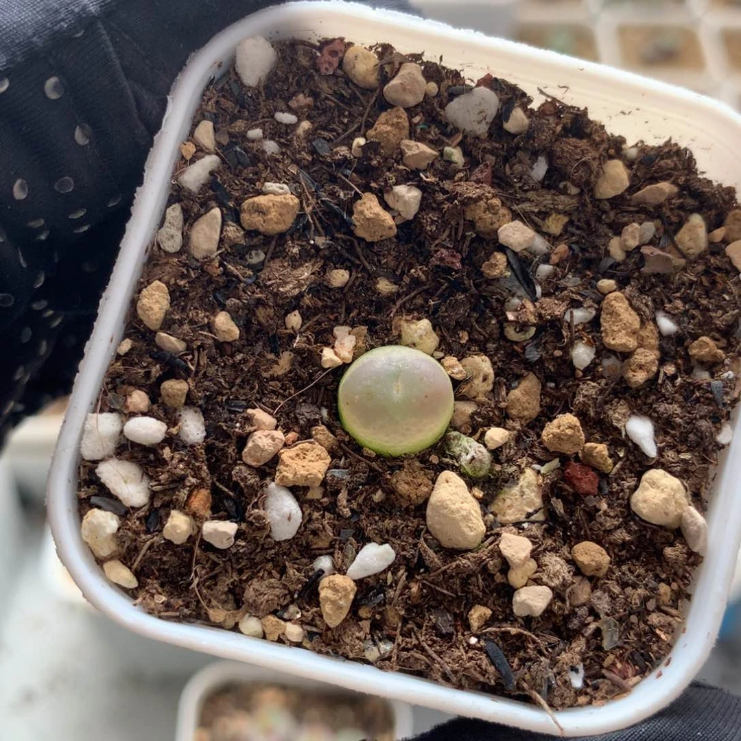 a215紫皮拉登一颗