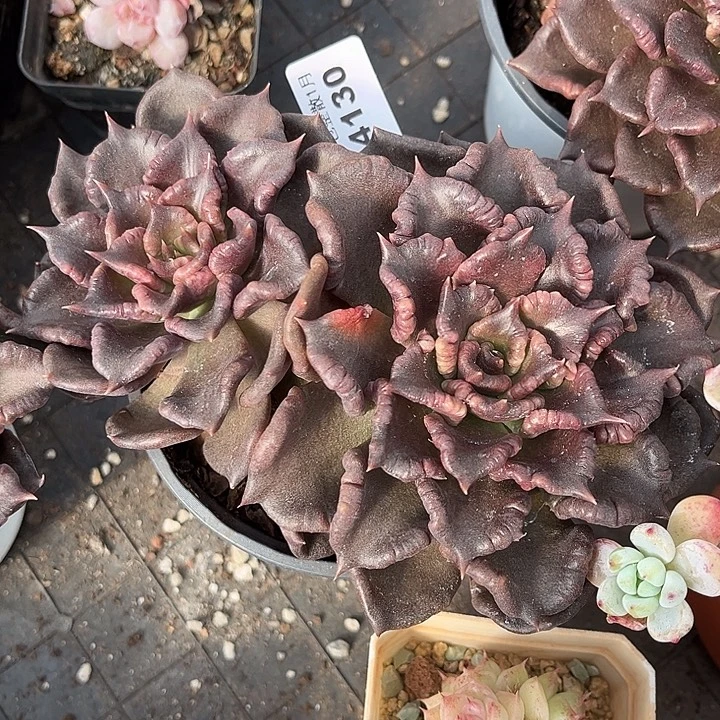 阿雅园艺。       4130黑饺子皮