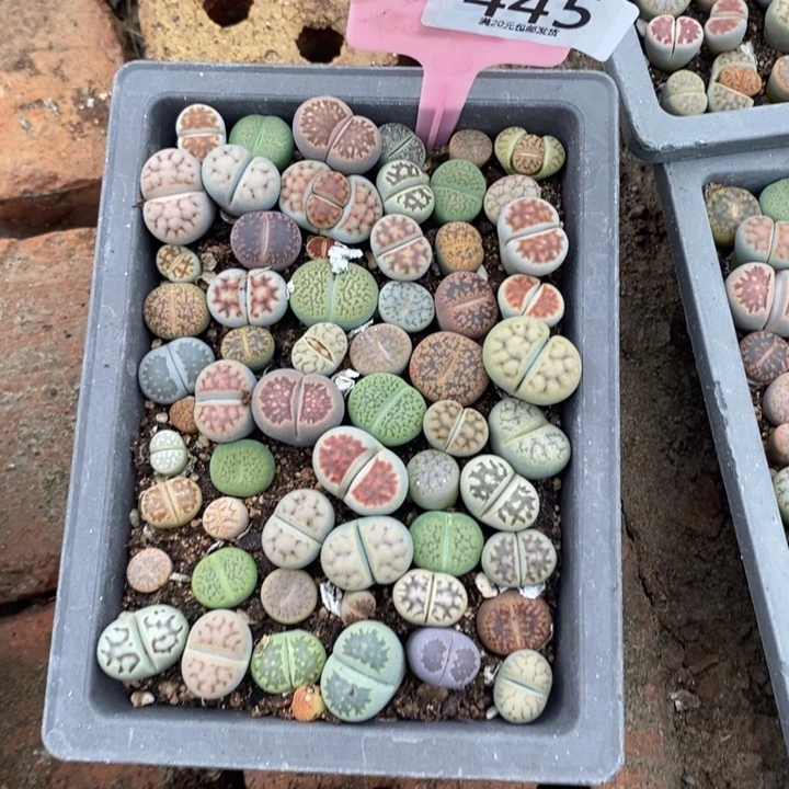 玮***妈生石花等植物的生长445