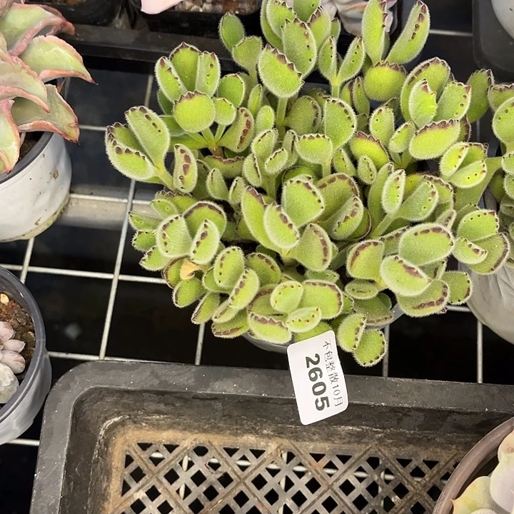 阿雅园艺。         2605熊童子