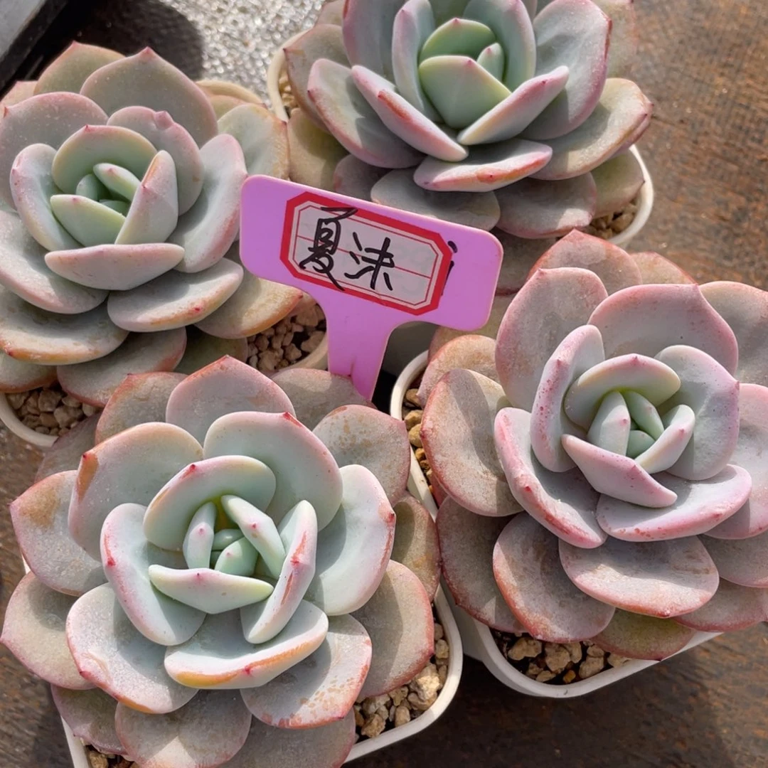 夏**?姐姐我是第多的小可爱