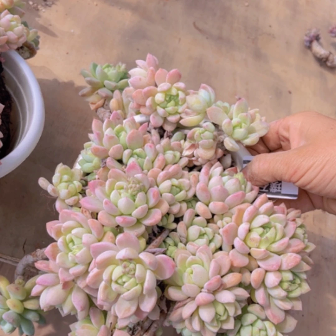 【闪购商品】小桃红10197