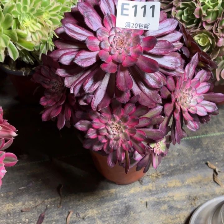 爱***子瑞妈多肉园艺111