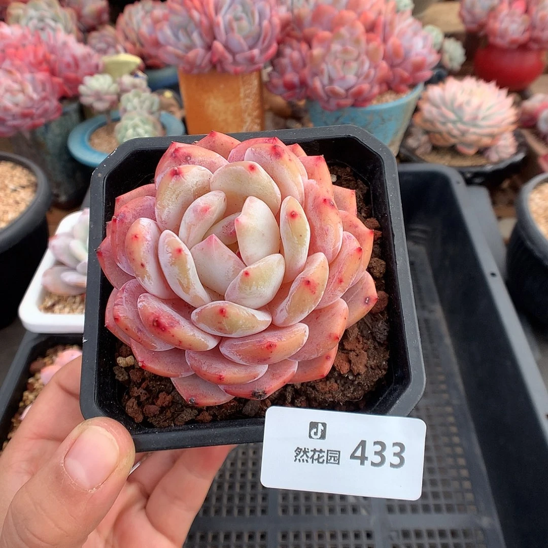 433冰橙多肉植物一物一拍