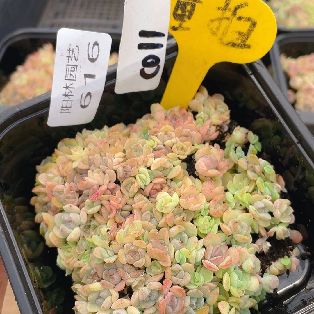 量拍多肉植物多肉植物616