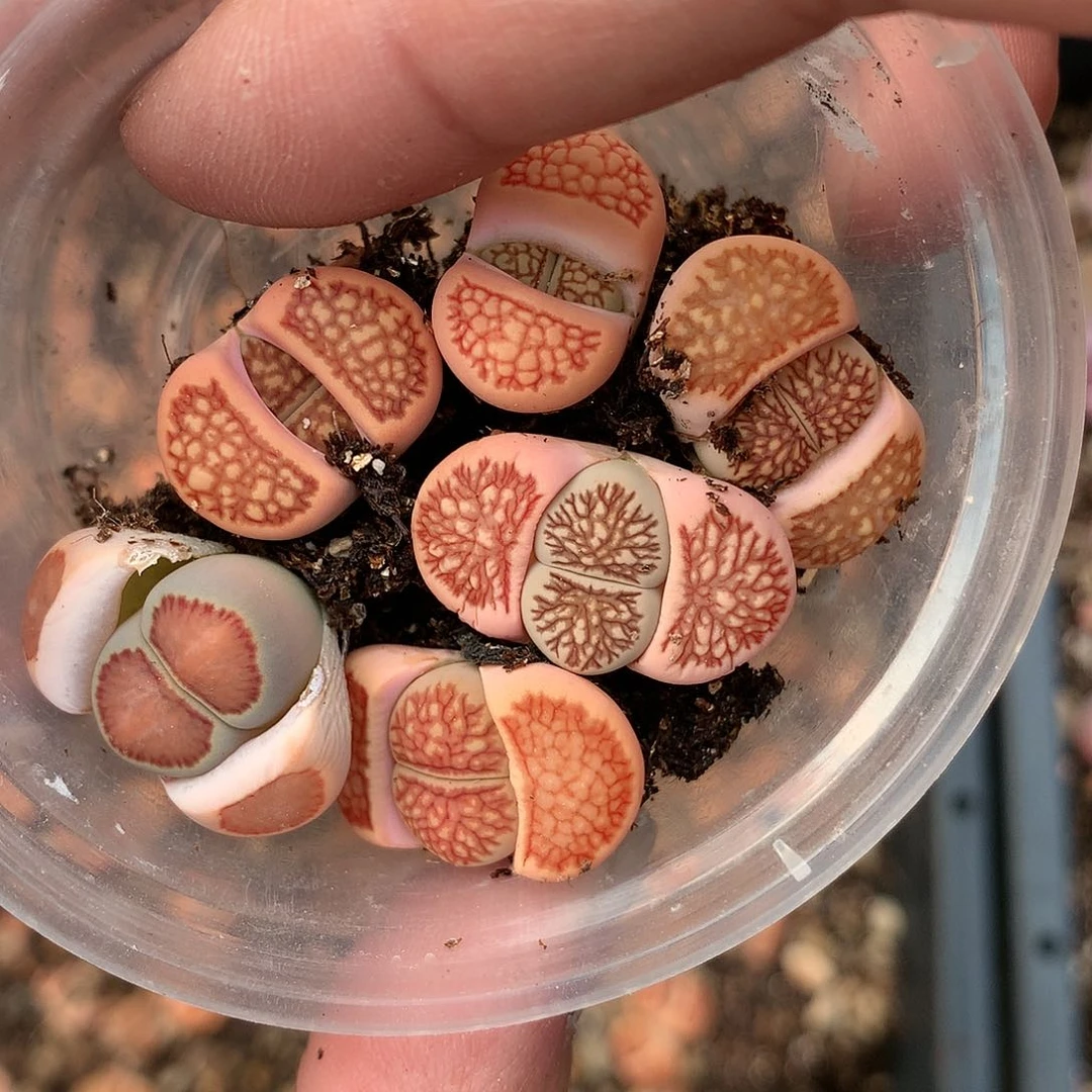 W720多肉植物保护