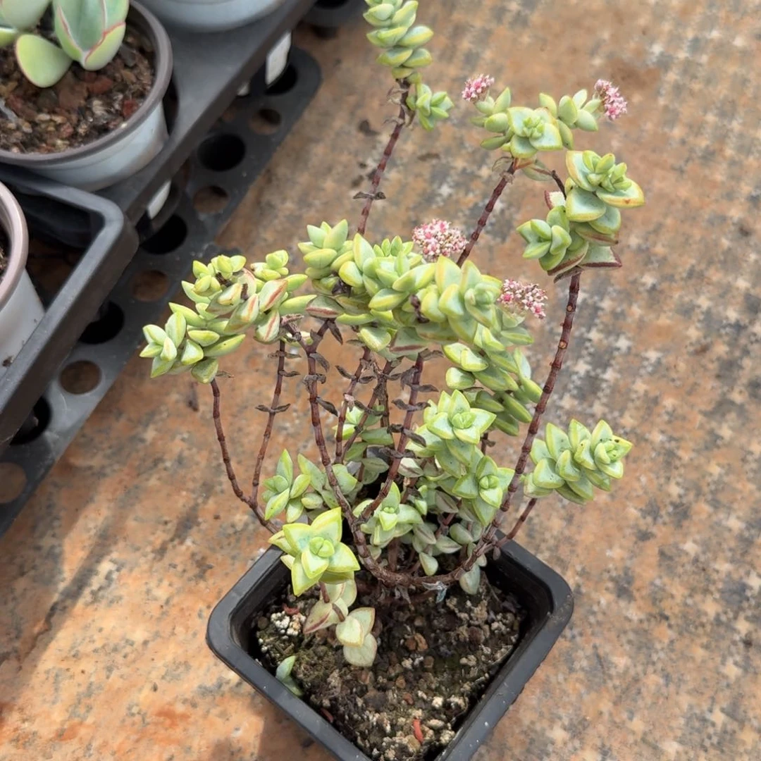 的推进一刻腹欧你锦到如今