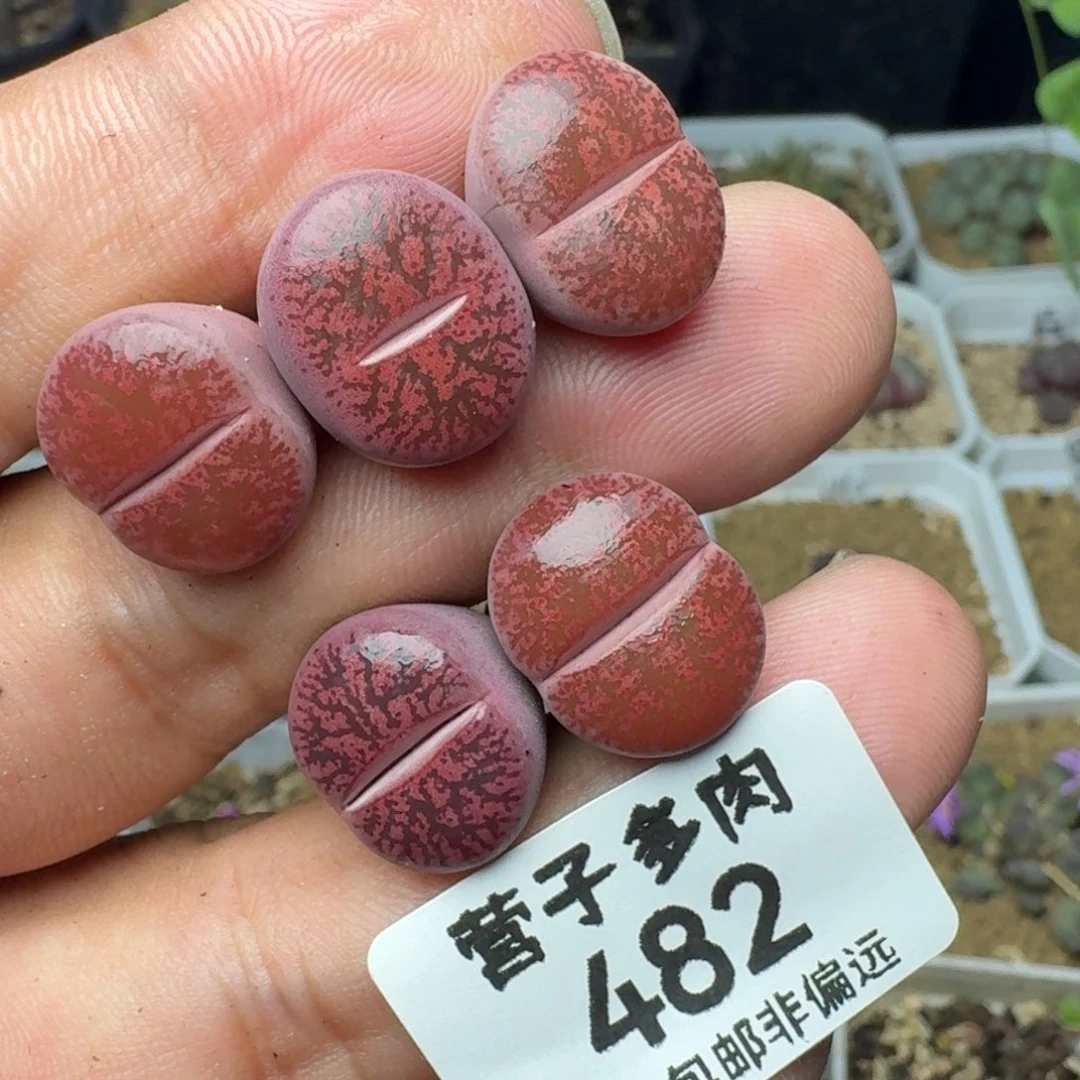 酒红紫熏   5颗