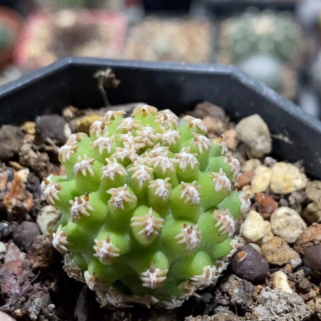 植播园艺短豪刺七巧柱