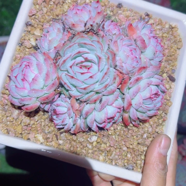 精品多肉植物老桩随机发一棵贝贝