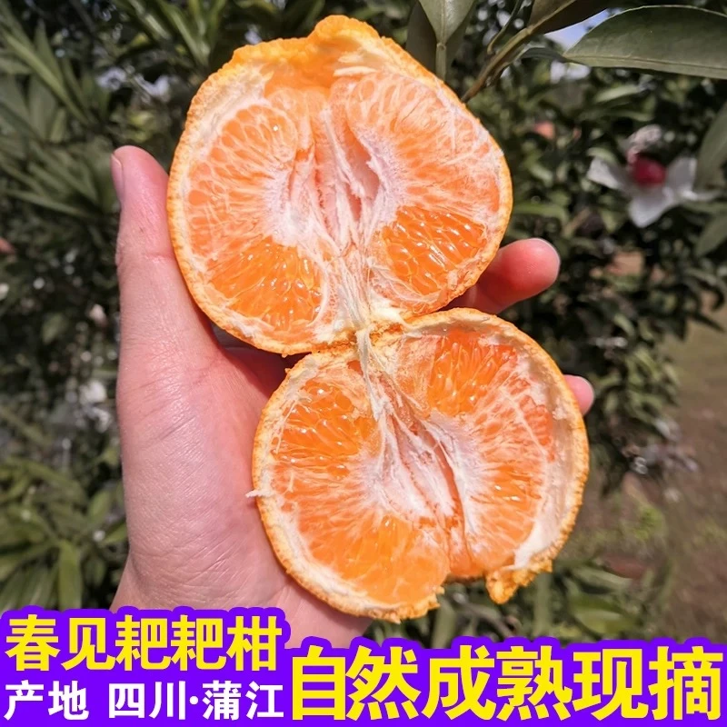 【顺丰包邮】正宗四川春见耙耙柑自然熟新鲜现摘 净重4斤耙耙柑四川省成都市