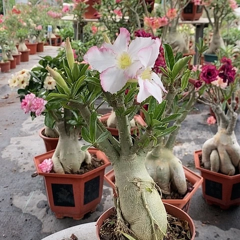 【闪购商品】无花朵未*绿植