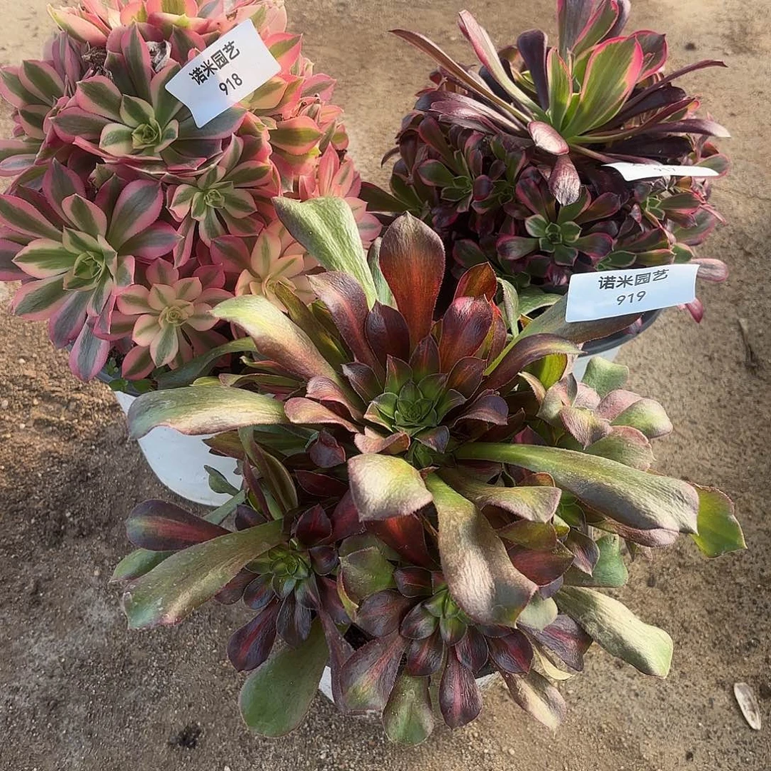 冬***雪女巫金丝雀流星雨多肉植物917-18-19