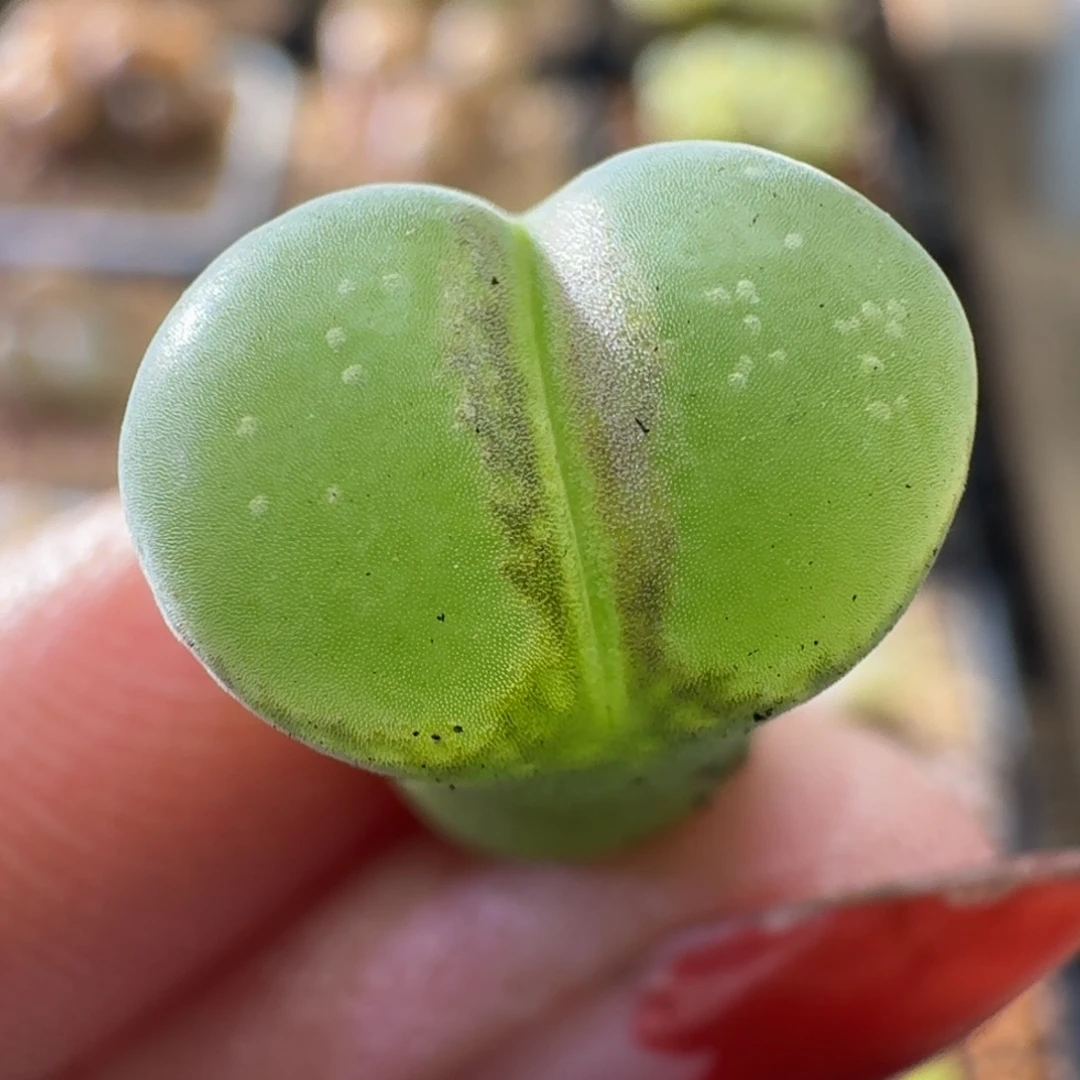 粉女风铃喜欢可以拍2997