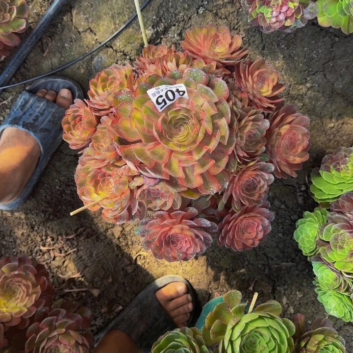 绿***饼万七彩花25-27包邮花花