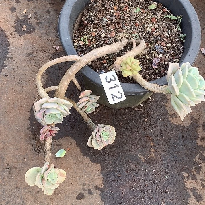 313可爱玫瑰一物一拍多肉