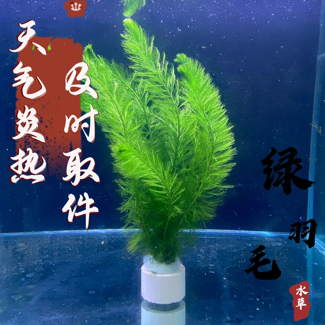 【绿羽毛宝塔水草】懒人水草新手无需种植沉底入缸成景鱼缸水草造景