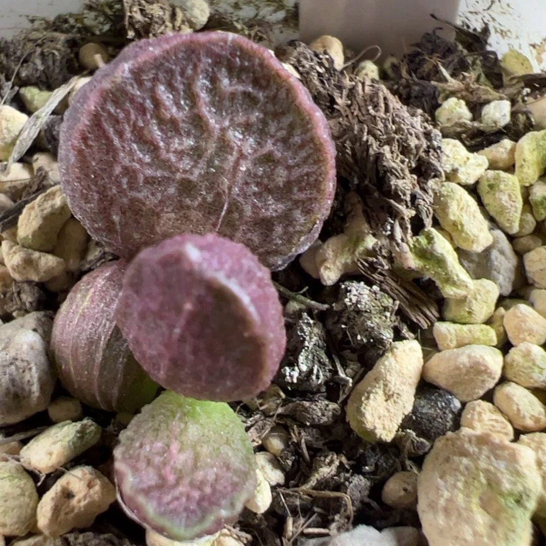 实生新品大苗多肉植物水泡多肉植物