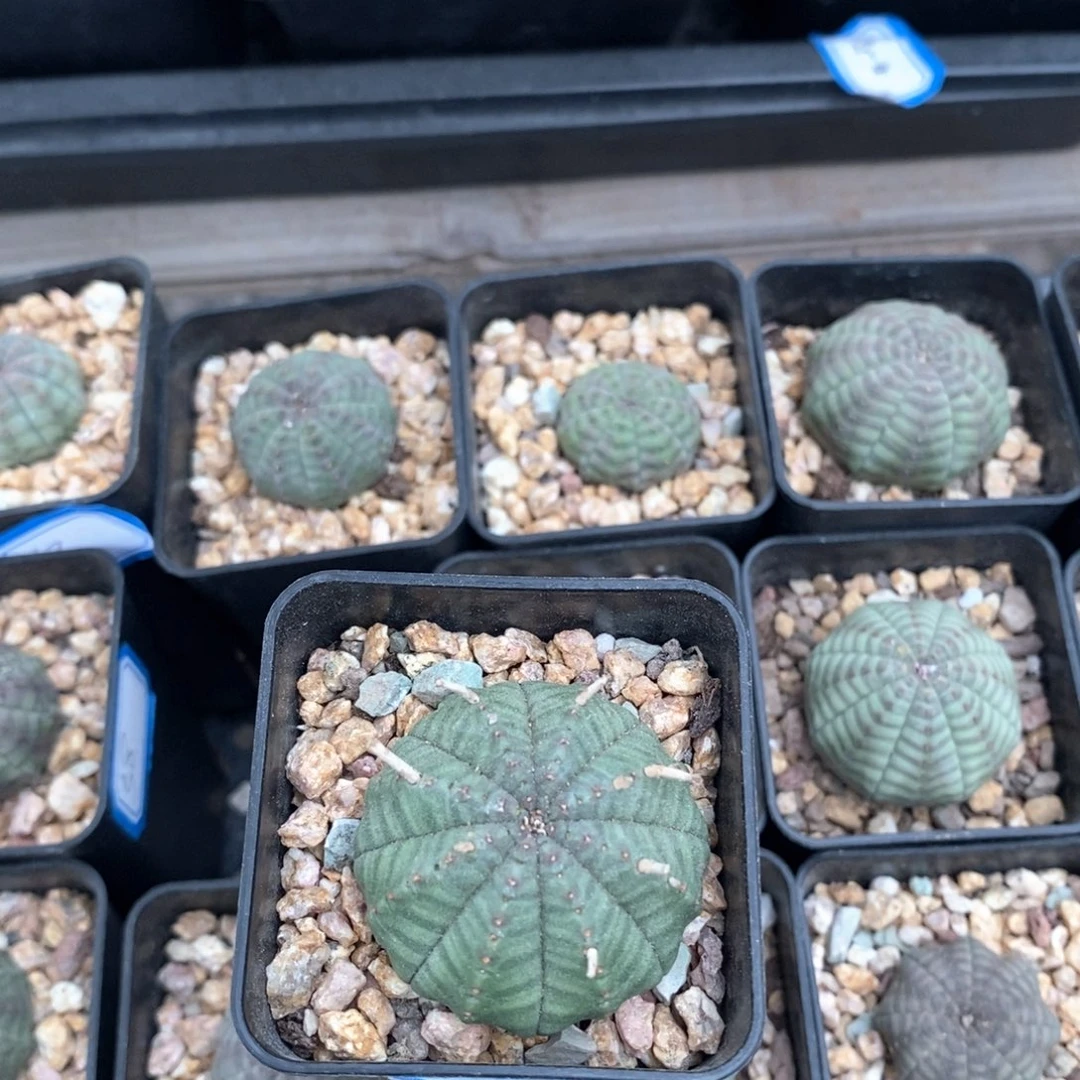 41欧系实生布纹球 一物一拍
