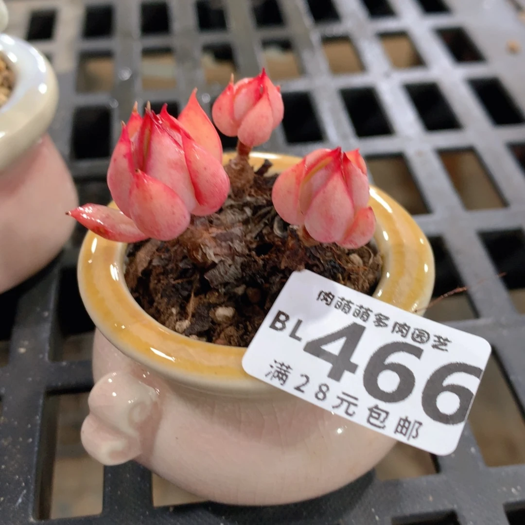肉萌萌5cm拇指盆精控多肉BL466