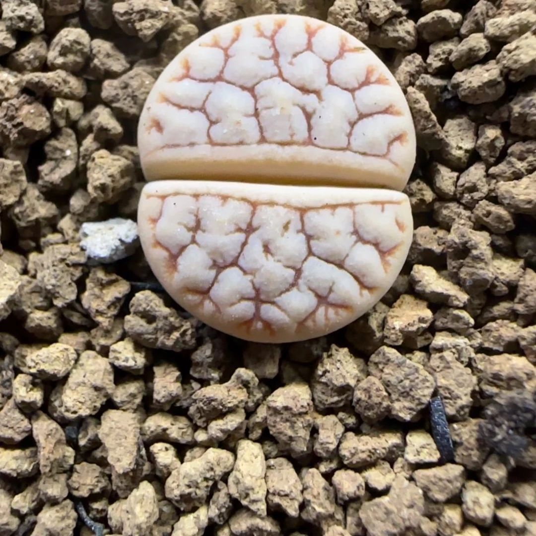 479 生石花大棚直播