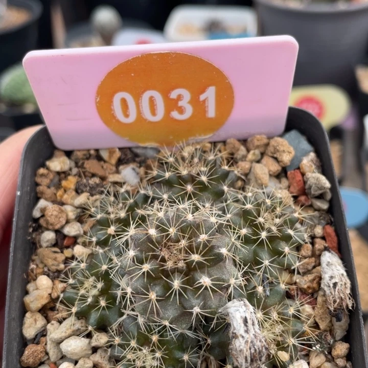 *****实生003100000000000