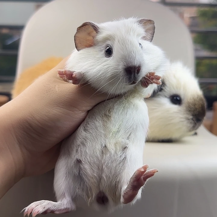 纯白冠毛加州妹妹28