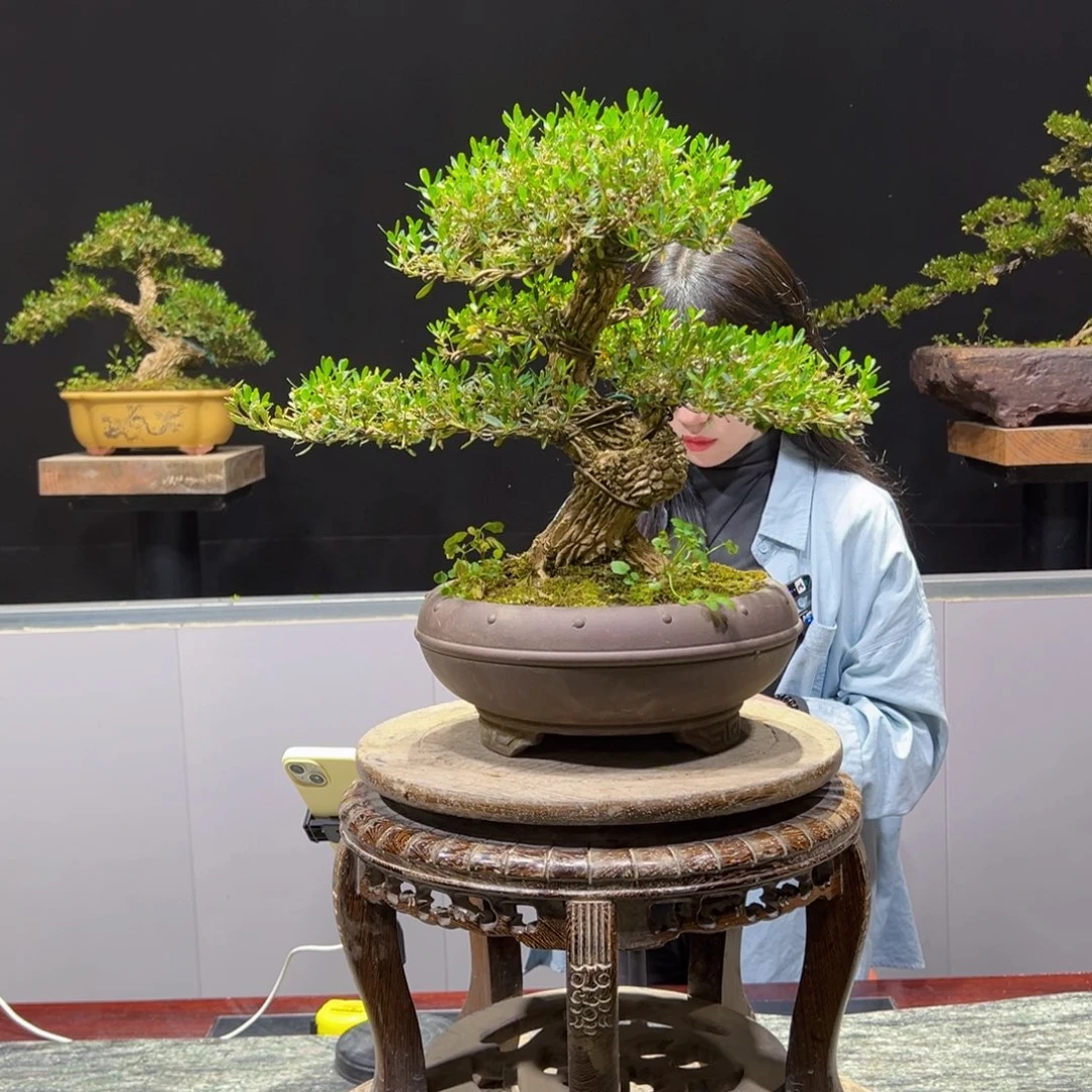 黄杨盆景老桩四季常青