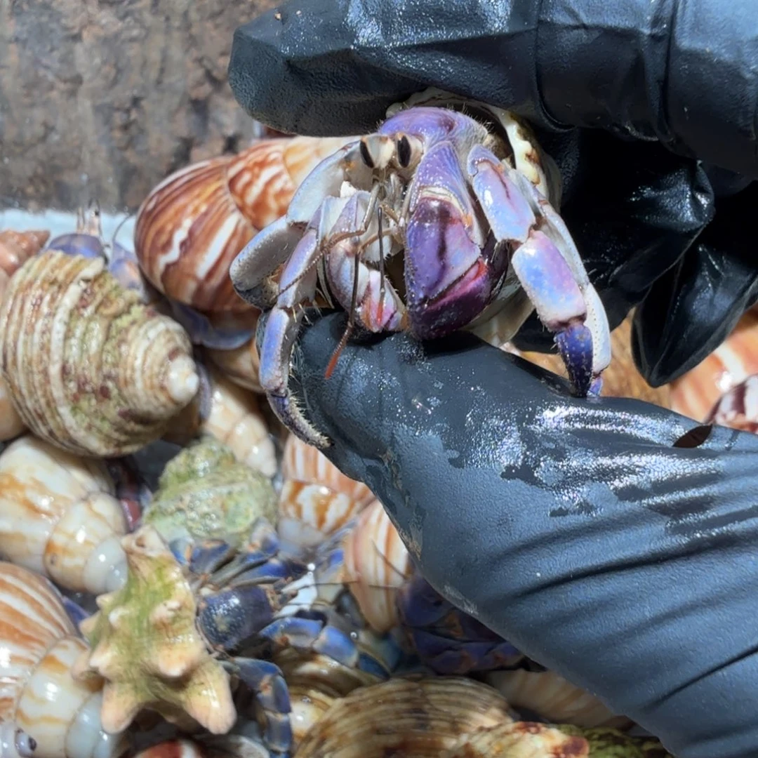 9号直播间挑选1.8