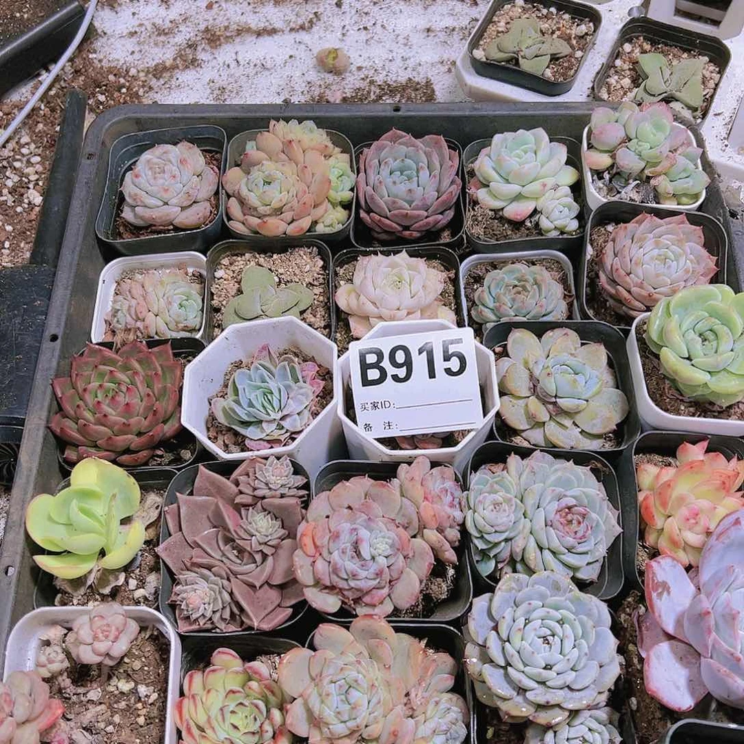无售后瑕疵多肉脱土915