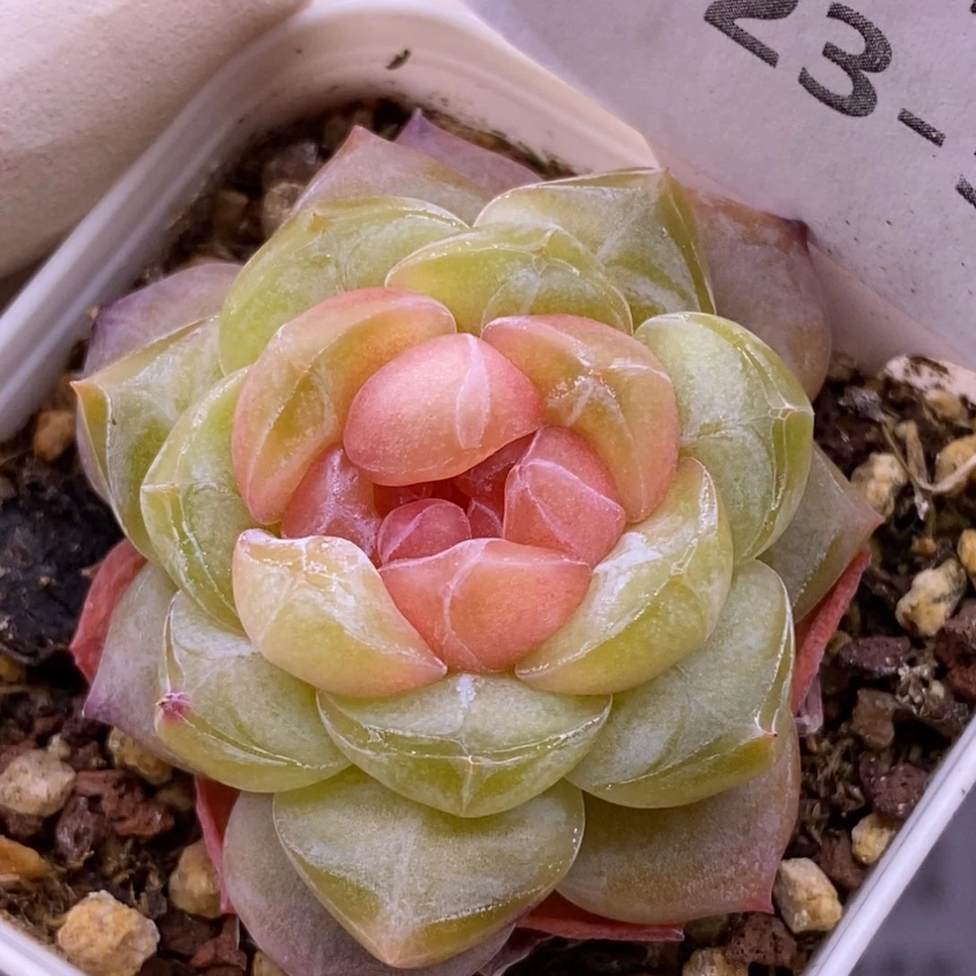 【闪购商品】23-55