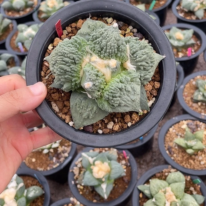 实生怒涛福利福利啦