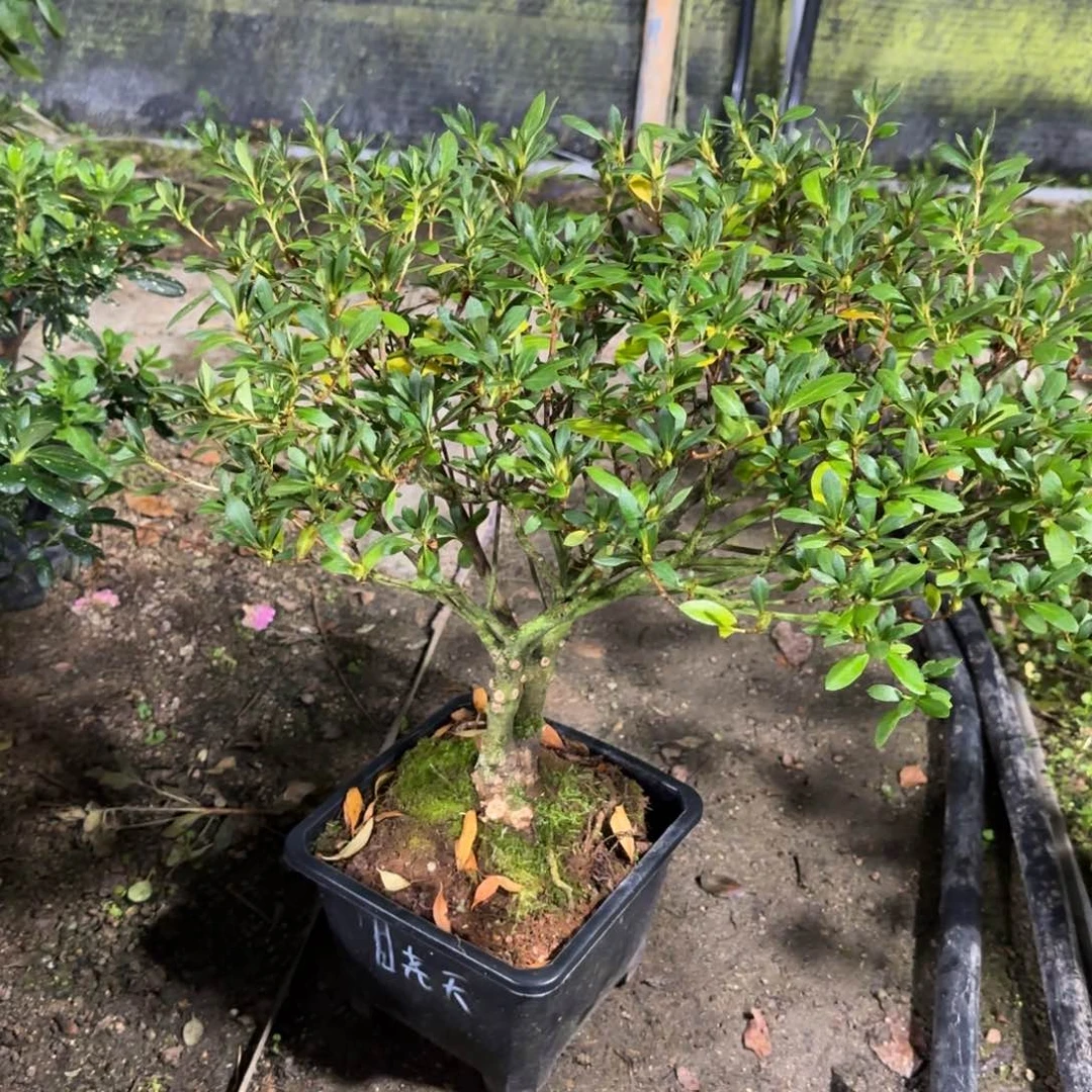 消***你完全开放晓天杜鹃花杜鹃