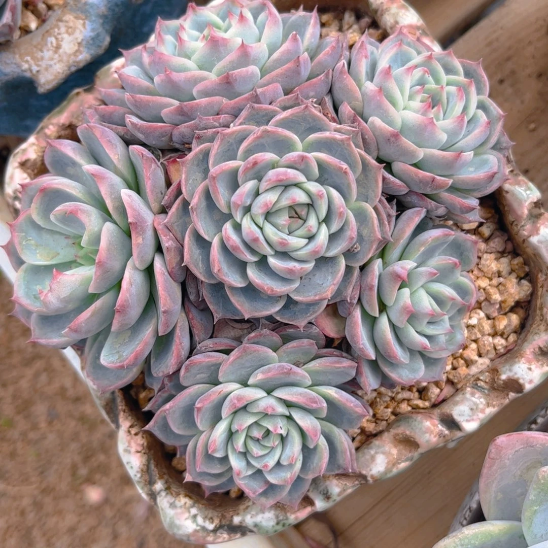 新疆西藏内蒙不发货，粉水晶