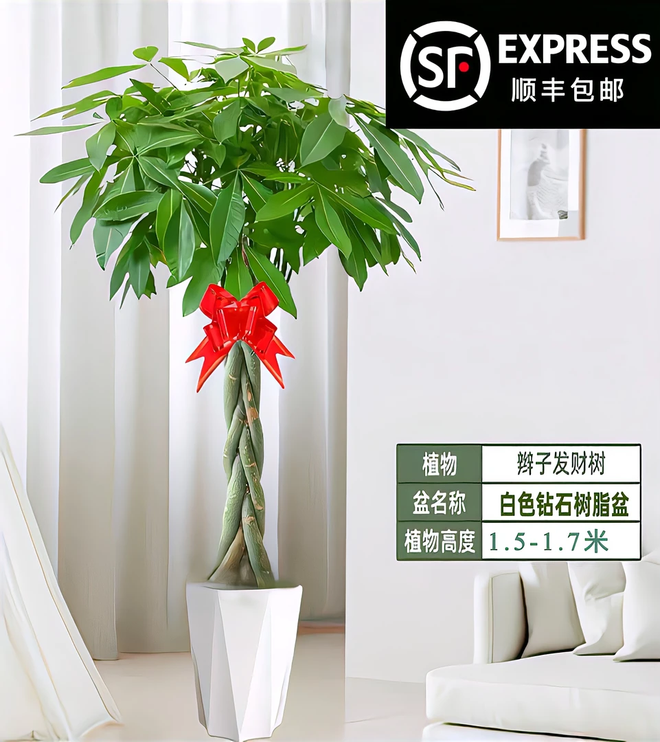 精致五辫发财树新房除甲醛盆栽客厅大颗独杆辫子美观好养招财盆景